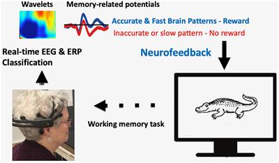 Sharpening Working Memory With Real-Time Electrophysiological Brain Signals: Which Neurofeedback Paradigms Work?